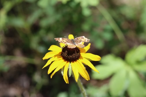 Butterfly2