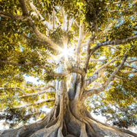 A values-driven life