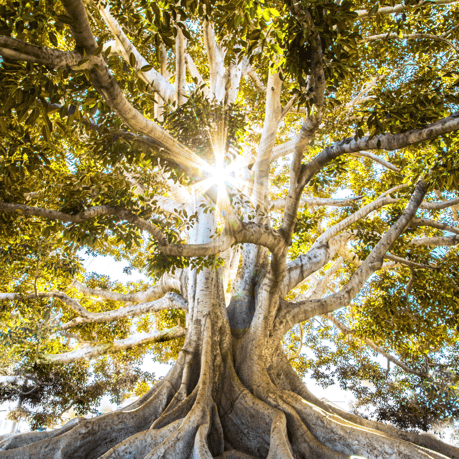 Tree2