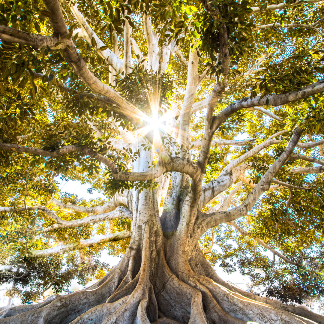 A values-driven life